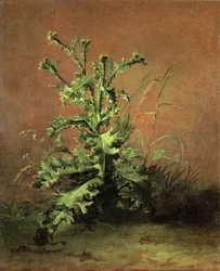 Thistles